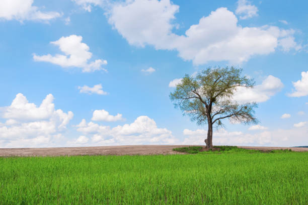 istock Lonely tree in a green field against a blue sky with clouds 1296039327