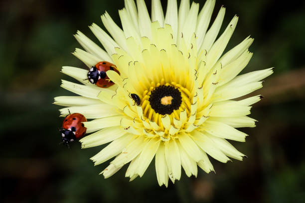 ladybug duo - lagarde imagens e fotografias de stock