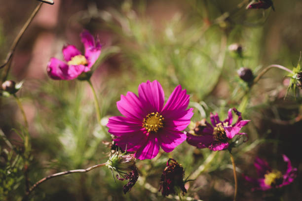 garden flowers - lagarde imagens e fotografias de stock