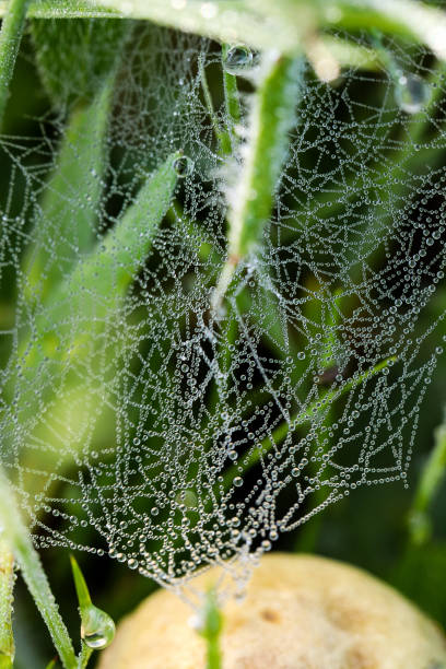 spider web or pearl necklace? - lagarde imagens e fotografias de stock