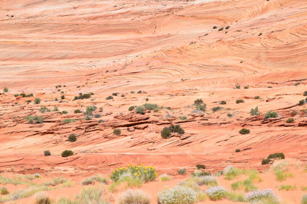 istock Desert hiking trail the Wave Arizona 1296040495