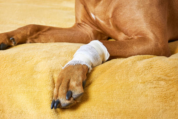 injured dog. bandaged dog's paw. - animal leg imagens e fotografias de stock