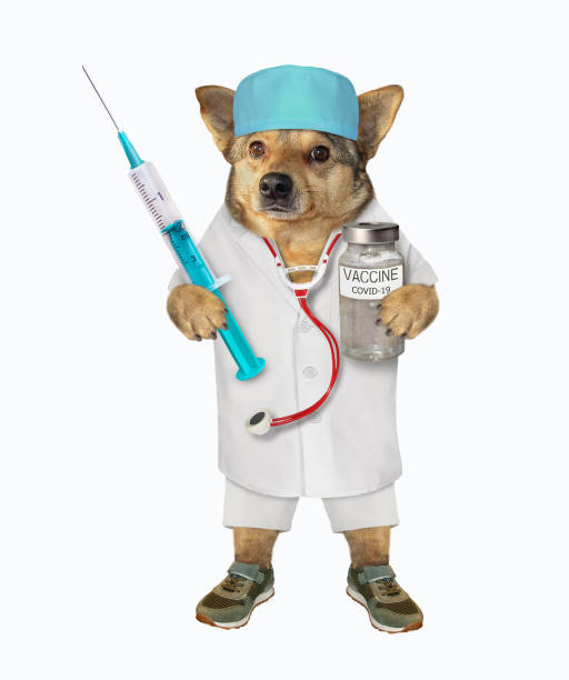 istock Dog beige doctor with vaccine 1296041562