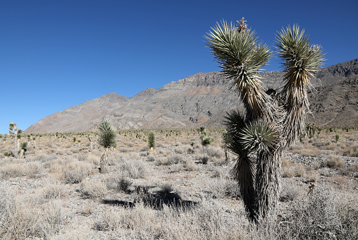 Joshua Trees at Death Valley National Park