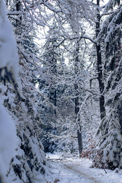 istock Lonely, snowy and icy forest path in winter with snow-covered trees 1296045473