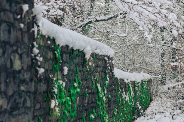 istock Old, antique stone wall with moss-covered in snowy winter 1296046310
