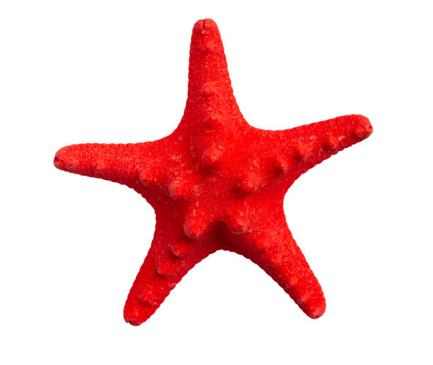 istock One red starfish close up isolated on white background 1296047380
