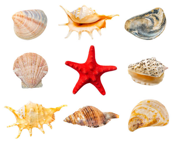 istock Collection of shells and red starfish isolated on white background 1296047382