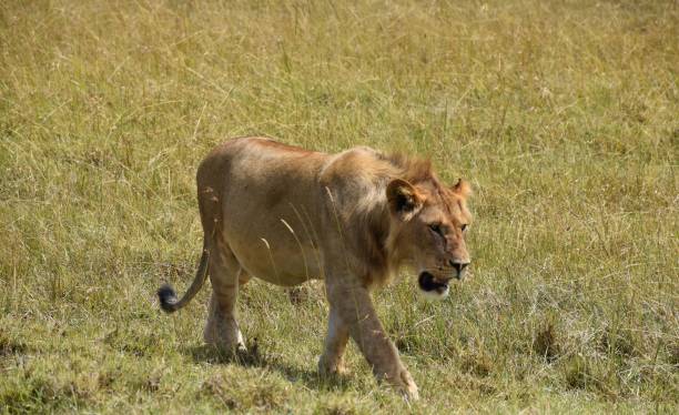 istock Lions on the African savannah in Kenya 1296048212