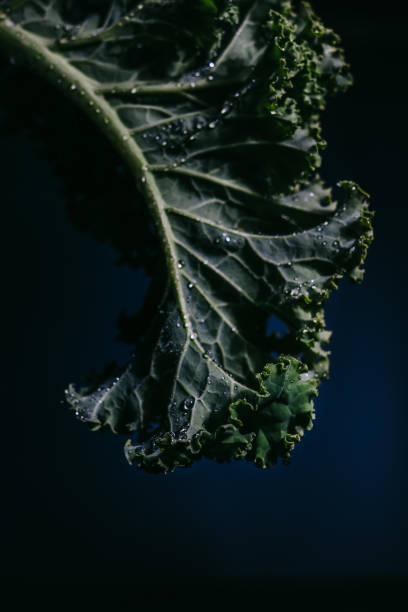 Kale Leaf with water Droplets in dark moody style