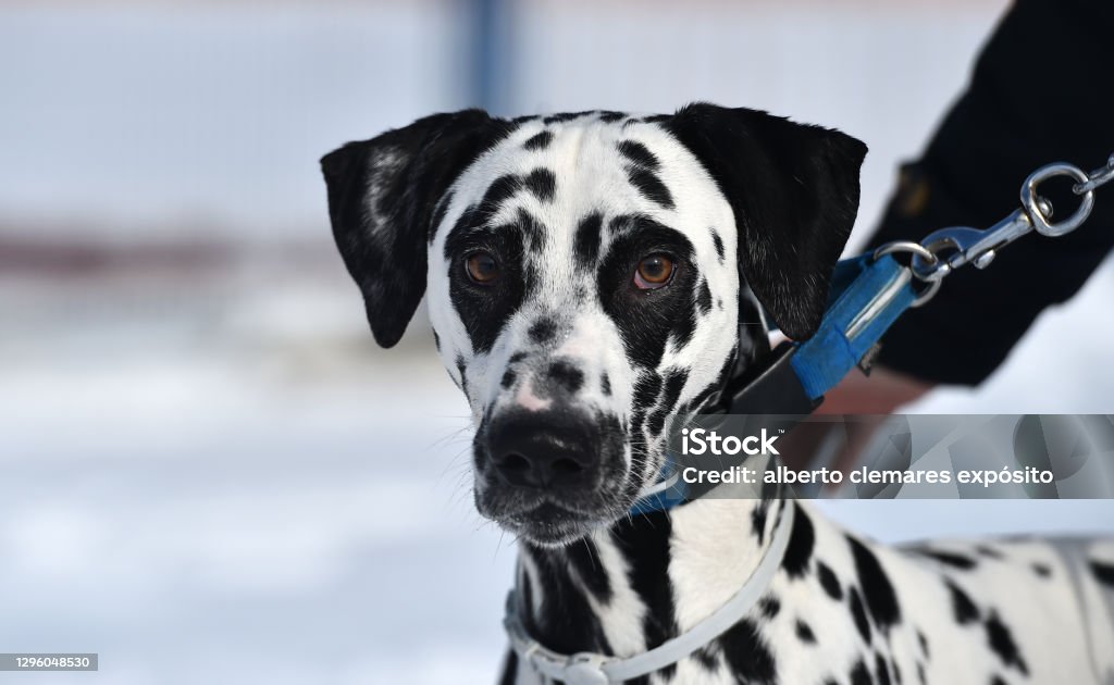 Dalmtian dog Dalmatian dog Animal Stock Photo