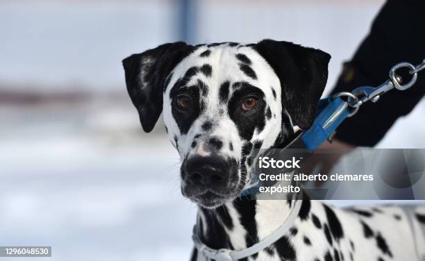 Dalmtian Dog Stock Photo - Download Image Now - Animal, Animals Hunting, Beauty