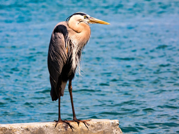 istock Heron perching on concrete block in background water 1296048817