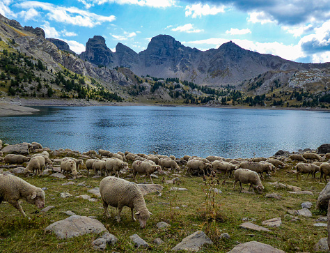 the sheep of lake allos
