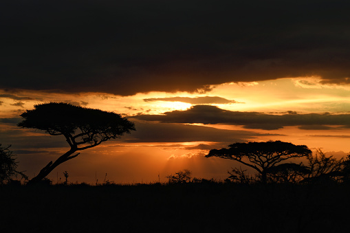 the sun sets behind trees on the Serengeti, Tanzania