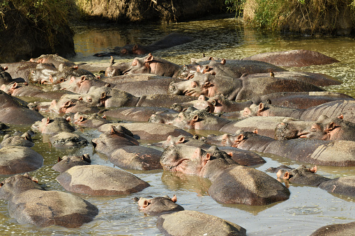 Hippopotamus rest in a waterhole on the Serengeti plain