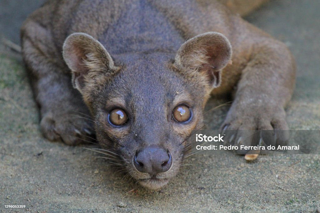 Pit Ferocious, fearsome and fascinating, the fossa is Madagascar's top native predator. Photographed at Kirindy Forest. Fossa Stock Photo
