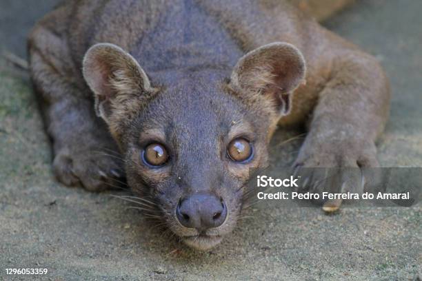 Pit Stock Photo - Download Image Now - Fossa, Africa, Animal Wildlife