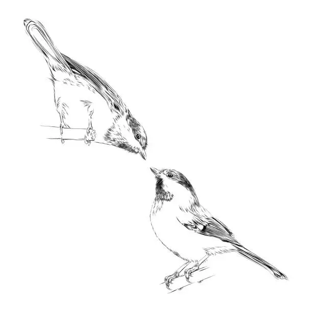 Vector illustration of Set of Cute Chickadees in Pen and Ink. Vector EPS10 Illustration