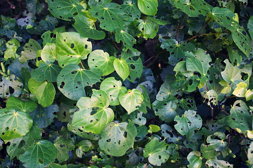 Shrub with yellow-green leaves. spring background . background, texture