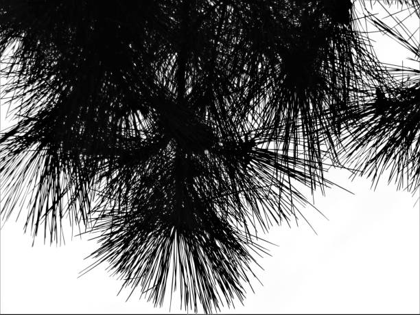 Low angle of lush trees with black and white concept for background.