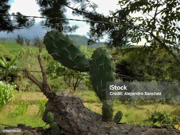 Cactus In The Lattice Stock Photo - Download Image Now - Cactus, Colombia, Color Image