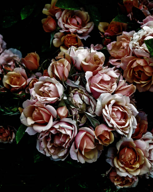 istock Pink rose bush in bloom 1296060371
