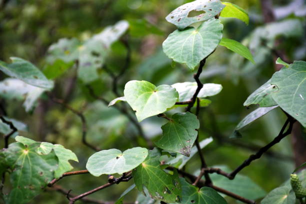 istock Kawakawa Leaves (Piper excelsum) Eaten by Looper Moths 1296062126