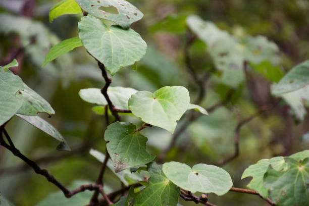 istock Kawakawa Leaves (Piper excelsum) Eaten by Looper Moths 1296062174