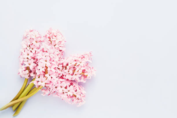 istock Pink hyacinth flowers bouquet on a light blue background. Top view, copy space 1296062307