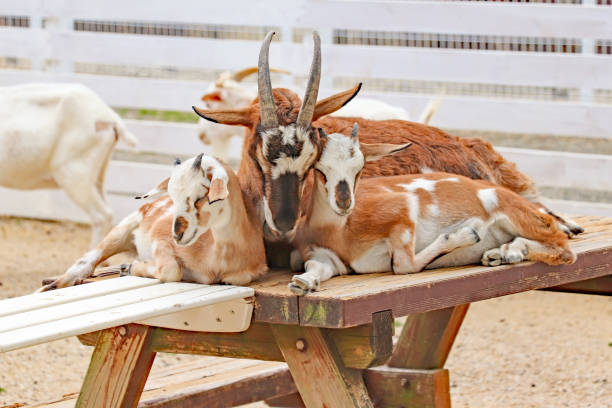 Goats that sleep in close contact with each other