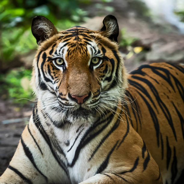 istock Photos of tiger naturally. 1296063028