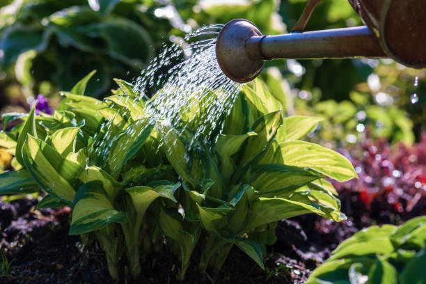 Photo of close up of watering can above plants in the garden