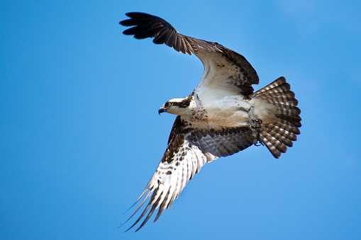 Osprey - Bird of Prey