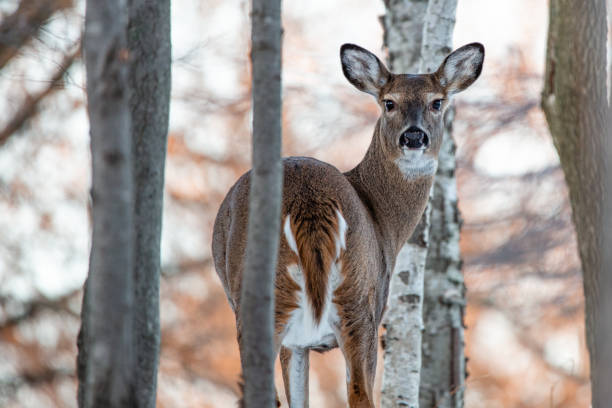 Female white-tailed deer (Odocoileus virginianus) in a Wisconsin woods Female white-tailed deer (Odocoileus virginianus) in a Wisconsin woods, horizontal doe photos stock pictures, royalty-free photos & images