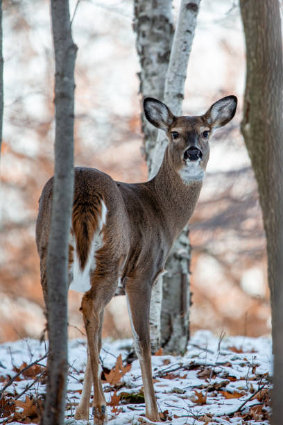 istock Female white-tailed deer (Odocoileus virginianus) in a Wisconsin woods 1296063734