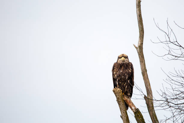 istock Immature Bald Eagle (Haliaeetus leucocephalus) perched on branch in central Wisconsin 1296063756