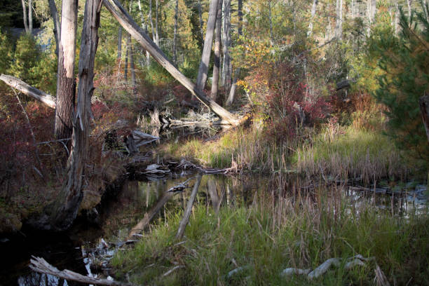 istock Chenango Valley State Park - Hiking Trail in Swamp 1296064073