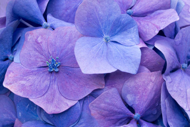 istock Closeup of purple hydrangeas with waterdrops 1296064628
