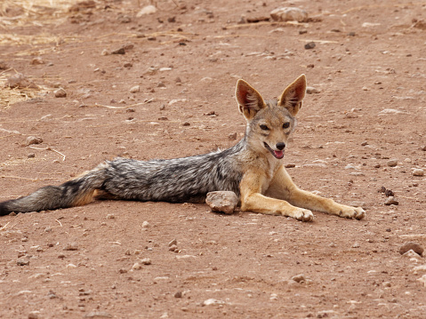 a jackal relaxes on a road in the Ngorongoro crater
