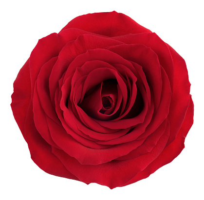 Red rose isolated on white background.