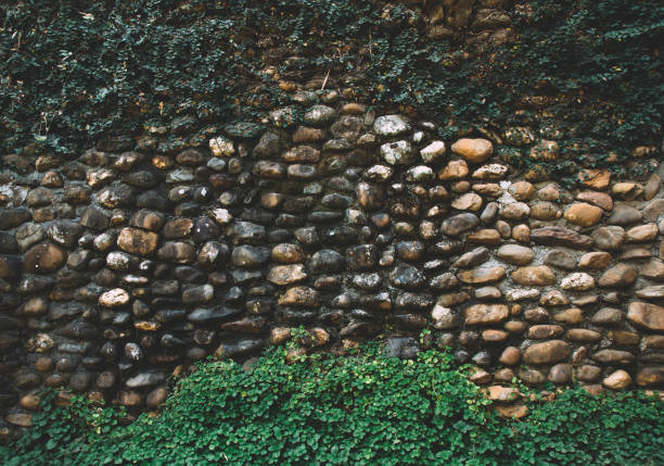 Texture background of Old stone wall with detailed pattern Green foliage covered wall surface, except Middle area copy space for \