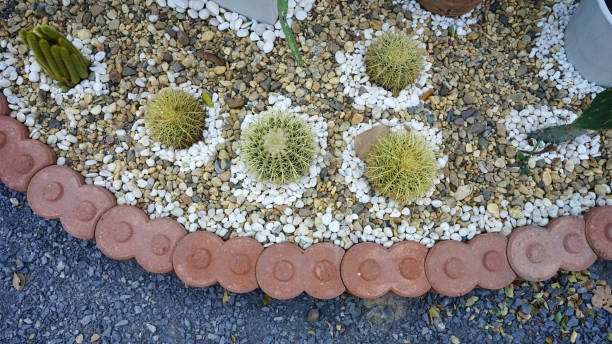 istock Cactus plant decoration garden .background concept 1296071163