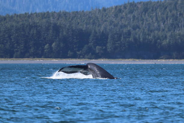 istock Tail fluke of humpback whale 