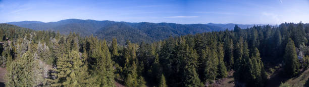 Aerial drone Panoramic of redwood forest in northern California Panoramic of redwood forest. mendocino county photos stock pictures, royalty-free photos & images