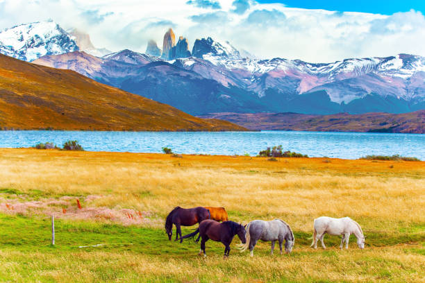 istock Herd of South American wild horses 1296076111