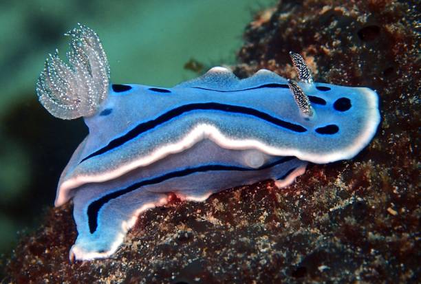 niebieski srebrny i biały nudibranch - sea　slugs zdjęcia i obrazy z banku zdjęć