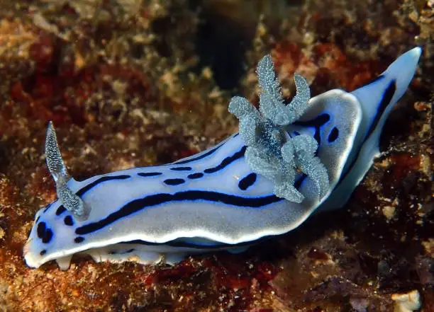 Blue silver and white nudibranch on reef