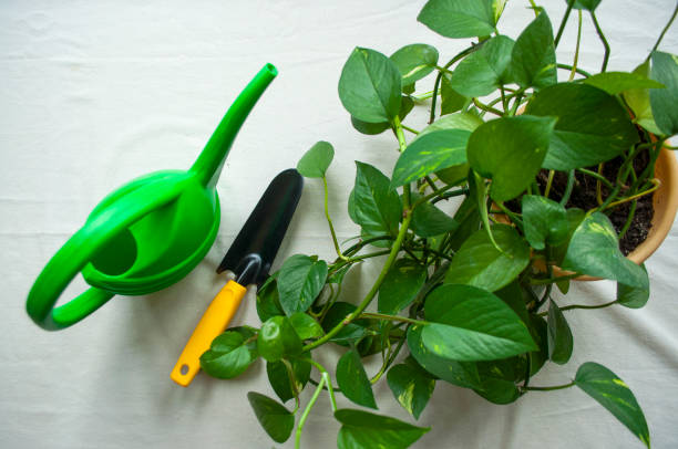 Home gardening. Houseplants transplanting.