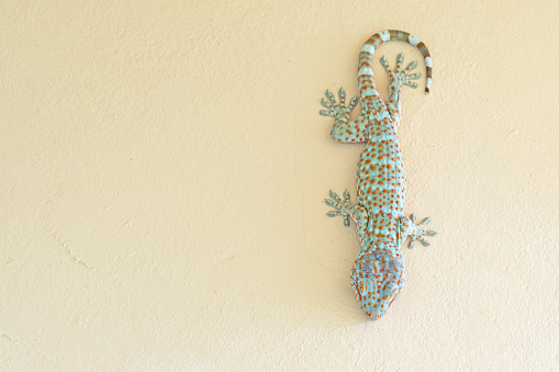Close up Tokay Gecko was Perched on The Wall with Copy Space